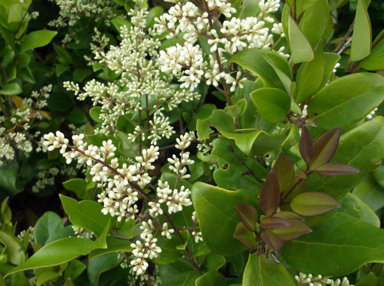 Ligustro Ligustrum Lucidum Ait Amaperbene It