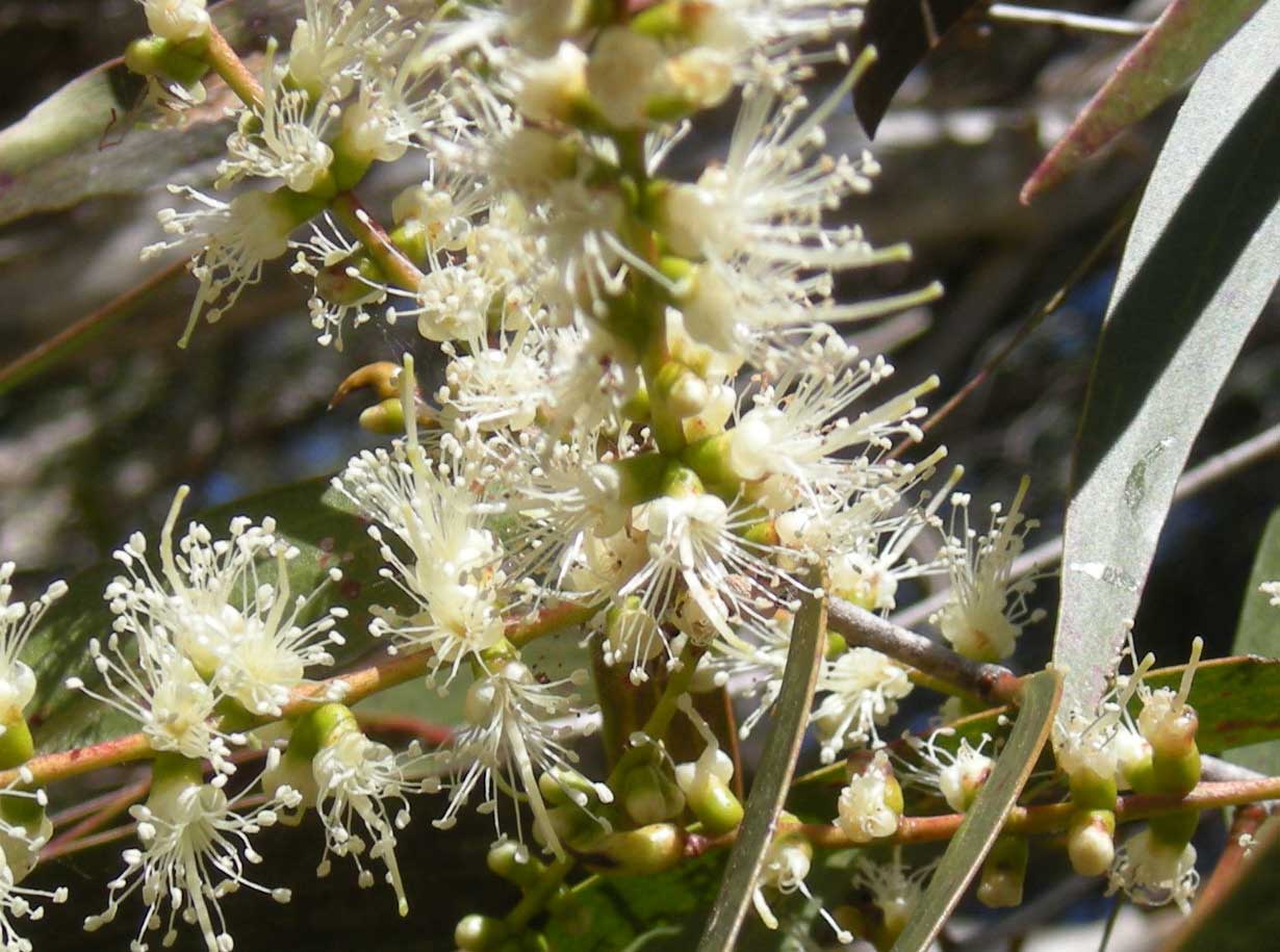 cajeput-melaleuca-leucadendra-ama-per-bene