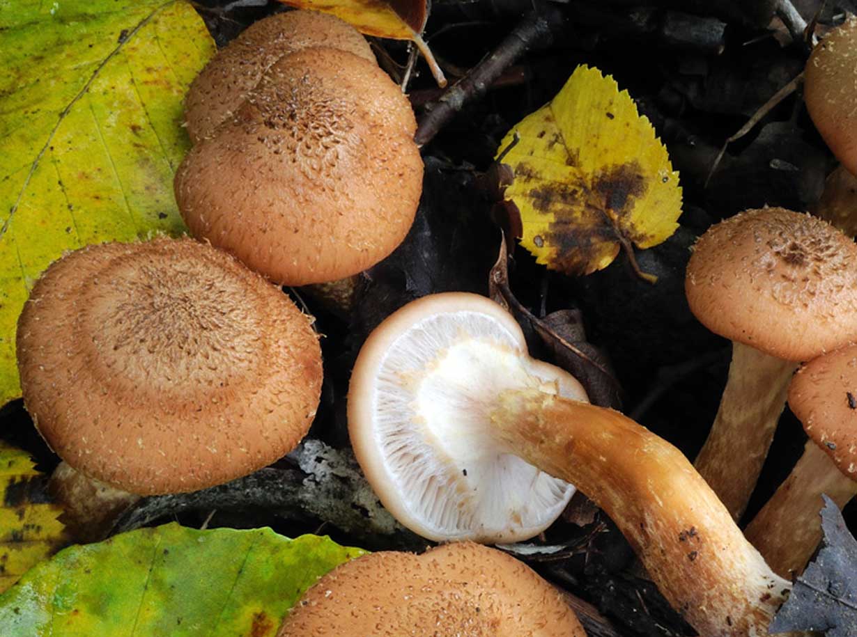 Fungo Armillaria cepistipes - amaperbene.it