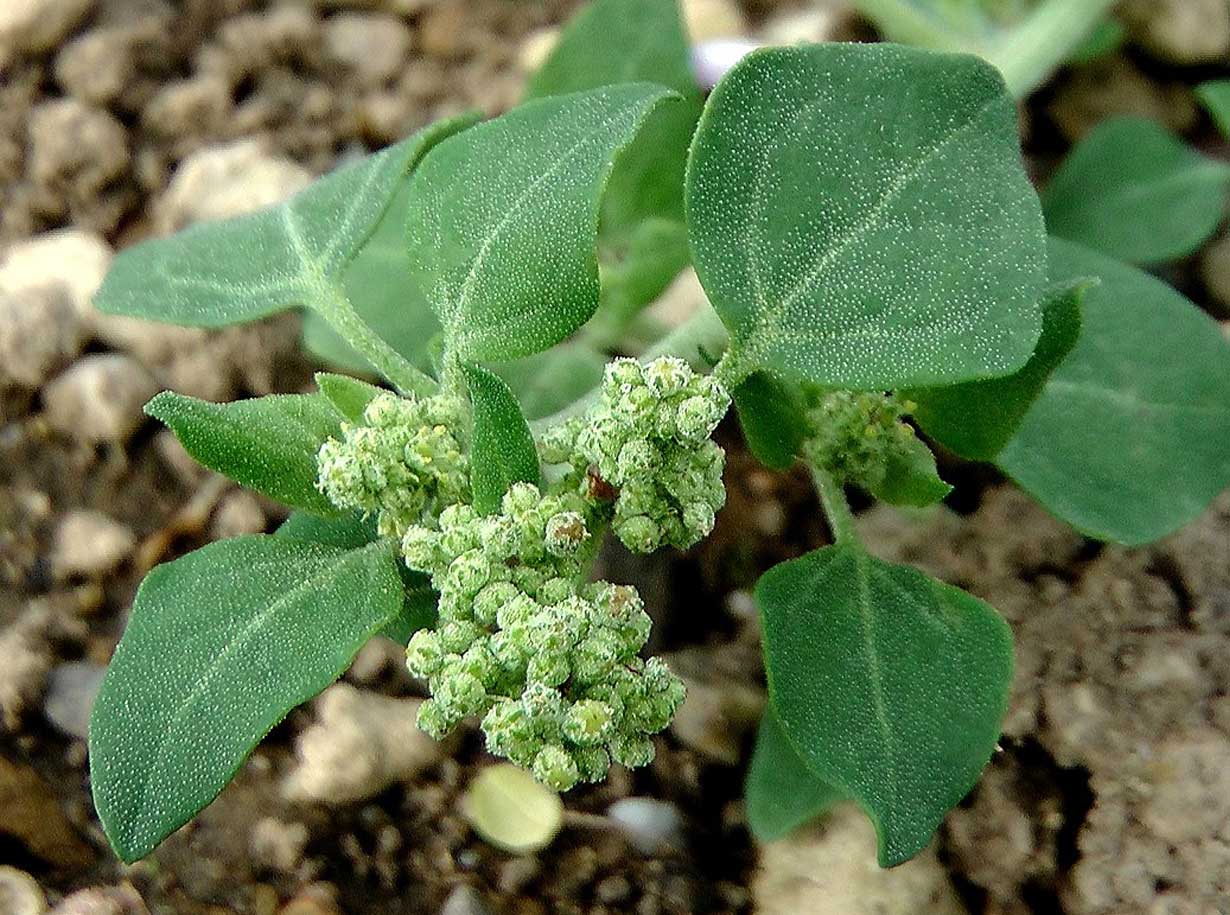 Vulvaria | Chenopodium Vulvaria - amaperbene.it