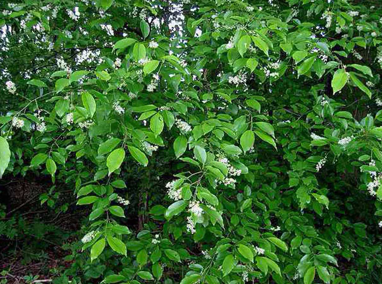 Erba limona o Bocca di lupo (Melittis melissophyllum L.)