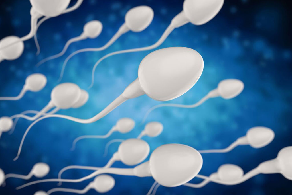 Il numero degli spermatozoi nello sperma maschile cala dell’1,1% all ...