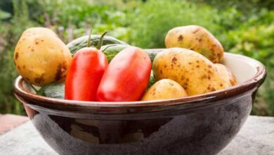 Rimuovere i composti tossici da patate e pomodori