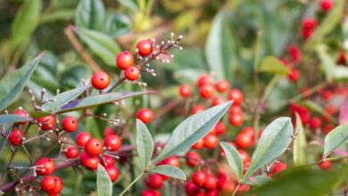 Ardisia crenata