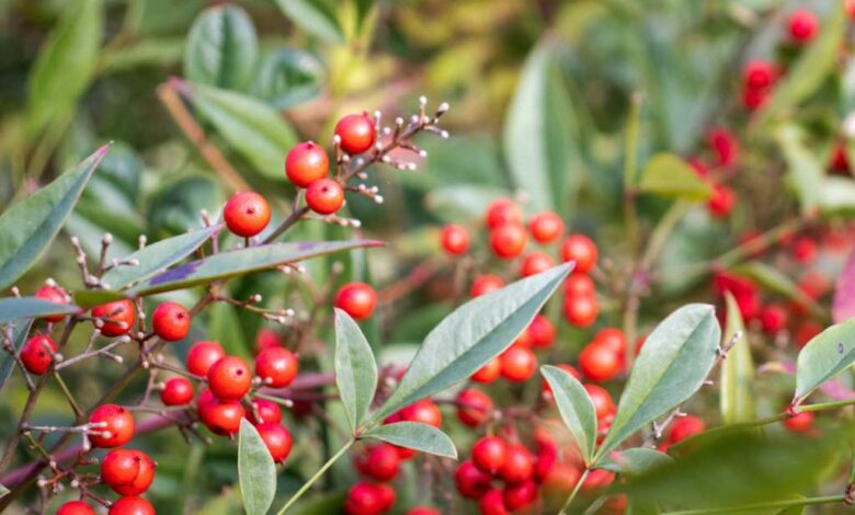 Ardisia crenata