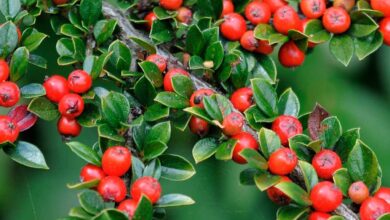 Cotoneaster