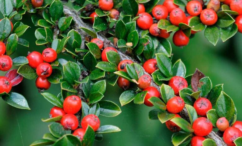 Cotoneaster