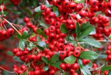 Pyracantha