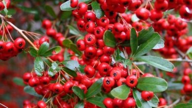 Pyracantha