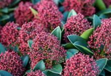 Skimmia Japonica Rubella