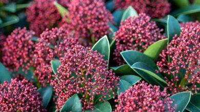 Skimmia Japonica Rubella