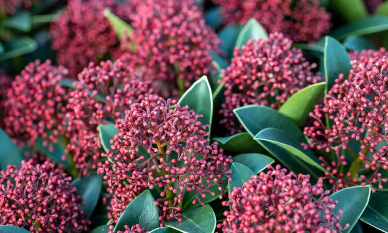 Skimmia Japonica Rubella